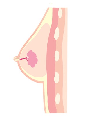 乳腺構造付き