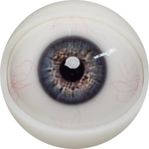 FANREAL 108cm Fカップ トルソー Mariaヘッド 目の色 ＃8