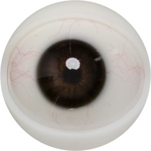 FANREAL 108cm Fカップ トルソー Mariaヘッド 目の色 #1