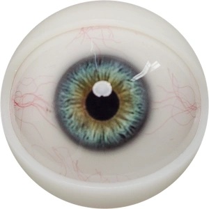 FANREAL 108cm Fカップ トルソー Mariaヘッド 目の色 ＃12